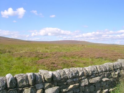 Miles and Miles of Heather.